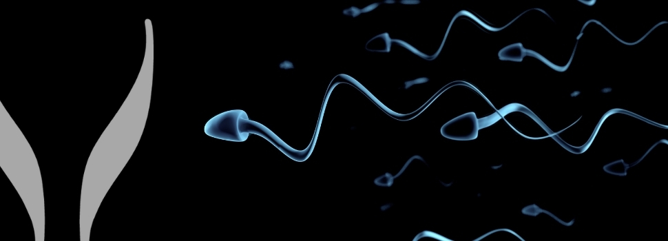 Spermiogram a vyšetření ejakulátu Vše co jste potřebovali vědět SYNLAB blog